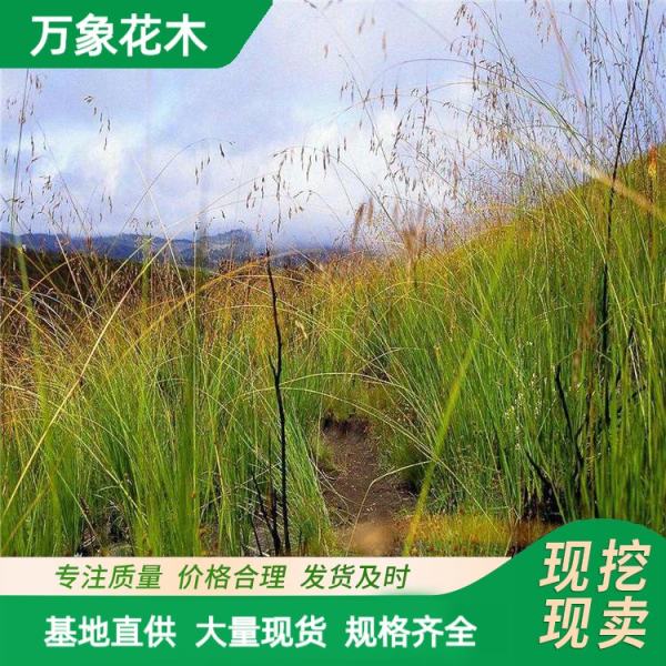 香根草