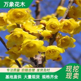 嫁接腊梅花蜡梅树 庭院观赏腊梅小苗 园林小区绿化苗木圆柱形