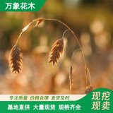 小盼草是屬于禾本科 加侖苗 庭院小區(qū)綠化植物苗 園林觀賞植物苗