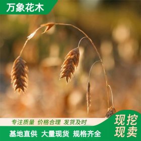 小盼草是属于禾本科 加仑苗 庭院小区绿化植物苗 园林观赏植物苗