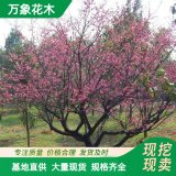 庭院街道綠化工程梅花苗1-15公分 紅梅樹苗 景觀配植苗木