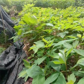 基地批发 檫木小苗 庭院小区观赏种植 景区园林绿化行道风景树