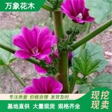 萬象花木錦葵苗庭院陽臺花卉耐干耐寒適應性強