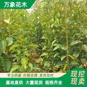 苗圃出售 大叶女贞树苗 工程绿化造景苗木 园林庭院绿化