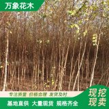 万象花木 现实丛生河桦 园林绿化优选树种 造景工程树