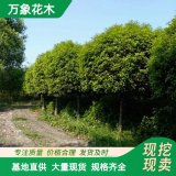 出售桂花 堰虹桂 堰虹桂苗 树形优美 行道树 庭院绿化