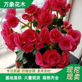 万象花木色盆四季海棠 茎直立花成簇开放 花坛盆栽种植观赏