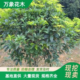 万象花木独杆桂花金桂园林景区风景树公园种植绿化