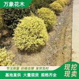 万象花木变色女贞苗圃公园绿化多彩绿植形态优美绿篱种植苗