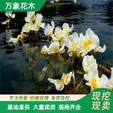 直供海菜花苗 水生地被植物 園林綠化苗木 水體濕地公園造景苗木