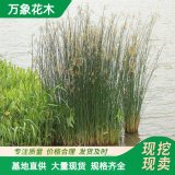 直供供應(yīng)園林水景植物 細(xì)葉水蔥 水體綠化造景 配植 浮島種植苗木