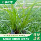 直供須芒草 觀賞草基地 綠化工程苗品種 庭院盆景 切花材料