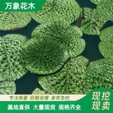 直供供應(yīng)水生植物 芡實(shí) 水體綠化造景工程苗 花鏡花壇配植