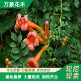 直供供應(yīng)中華凌宵 花鏡花壇配植綠化造景工程苗 園林觀賞花卉