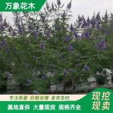 直供供應(yīng)穗花牡荊 園林綠化工程苗木 庭院小區(qū)觀賞植物