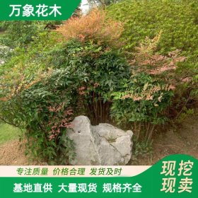 直供苗圃出售 红天竹 园林庭院造景绿化苗 道路旁色块植物