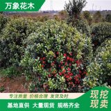 直供供應(yīng) 英國(guó)冬青 園林廣場(chǎng)觀賞植物 道路小區(qū)綠化色塊苗木