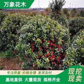 直供供应 英国冬青 园林广场观赏植物 道路小区绿化色块苗木