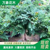 直供供應(yīng)垂直綠化植物-中華凌霄，中華凌霄基地，別名凌霄花