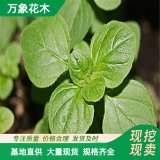 直供供應(yīng)地被植物 牛至 又名奧勒岡草 花壇花鏡綠化工程苗