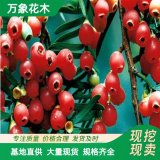 直供供應(yīng)紅豆杉盆景 花壇花鏡綠化工程苗 庭院會場書房觀賞盆栽