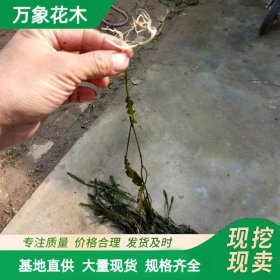 直供水生植物 眼子菜 沉水植物 池塘河道造景绿化苗木