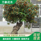 直供供應沉香桂花樹苗 庭院室內(nèi)觀賞花苗 園林綠化工程苗