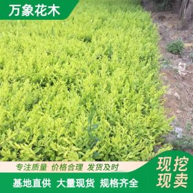 直供苗圃出售金叶水蜡工程绿化苗 园林金黄地被色块苗 花境用苗