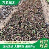 直供苗圃出售 赤胫散小苗 园林绿化工程用散血草 庭院造景苗