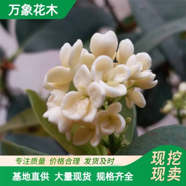 苗圃四季桂花小苗