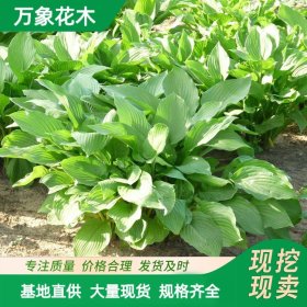 直供苗圃出售 玉簪小苗 园林观花植物苗 小区庭院绿化工程苗