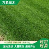 直供狗牙根草坪草皮 城市綠化用草坪 耐踐踏 公園足球場 常用栽植