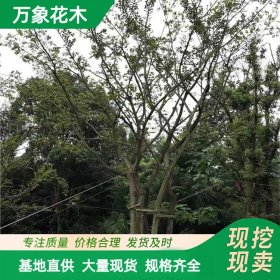 直供供应朴树 振兴乡村绿化造景工程配植苗 景区园林丛植观赏