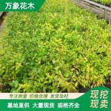 直供大花六道木 金边花叶工程绿化苗 美丽新农村造景配植苗