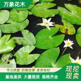 直供水鳖苗 水生漂浮植物 工程绿化苗净化水质 水鳖花苗