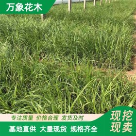 直供苗圃出售 拂子茅 园林绿化观赏草 庭院道路旁造景苗