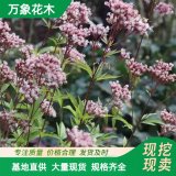 直供萬(wàn)象花木出售大麻葉澤蘭苗 葉色翠綠 室內(nèi)陽(yáng)臺(tái)盆景盆栽