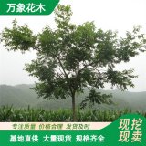 直供基地供應(yīng)黃菠蘿樹苗 園林綠化觀果植物 庭院防護樹