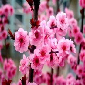 直供基地 独杆 丛生 美人梅 行道绿化 庭院观花 园林造景观赏片植