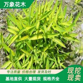 直供苗圃矮竹子菲黄竹地被竹 植物盆景庭院绿化 护土固坡种植