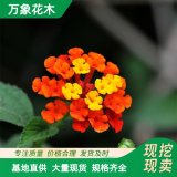 直供萬象花木供應(yīng) 五色梅 耐干旱瘠薄 盆栽擺設(shè)觀賞