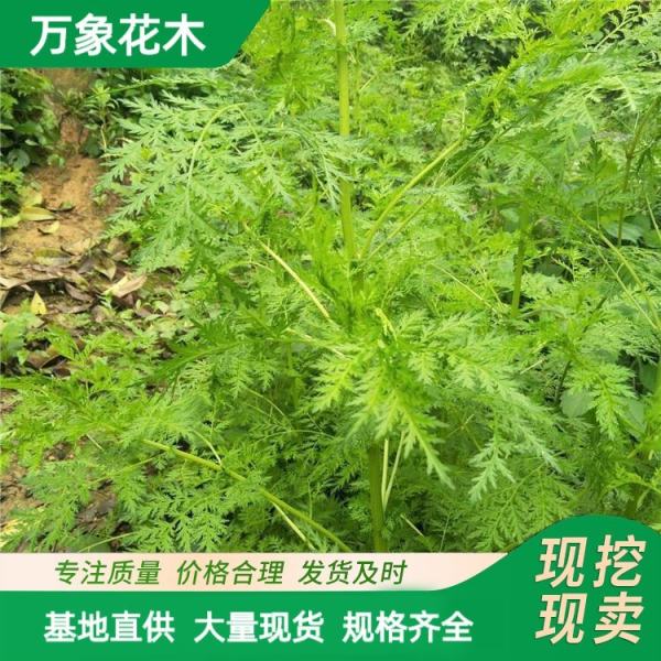 造景植物