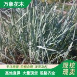 直供基地出售藍濱麥 美植袋苗 庭院小區(qū)觀賞植物 園林綠化植物