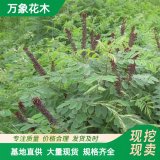 直供基地紫穗槐苗 绿化工程绿篱苗 庭院公园小区造景植物 优惠