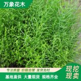 直供萬象花木天門冬 多年生草本 植株叢生 喜溫暖不耐寒 可大片種植