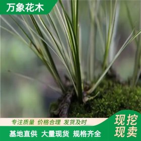 直供花木 花叶菖蒲 叶片挺拔 湿润 耐寒 室内盆栽观赏