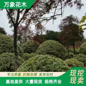 直供万象花木 枸骨球型棒棒糖型 四季常青 性喜光 能耐荫 观赏性好