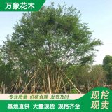 直供萬象花木出售 美洲樸 樸樹 抗風(fēng)性強(qiáng) 城市街道綠化防護(hù)樹