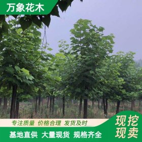 直供秒批出售绿化苗木-楸树 园林庭院造景植物 道路绿化色块苗