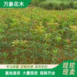 直供桂花树苗 实生 地栽苗 四季 沉香桂 园区绿化造景工程配植苗木